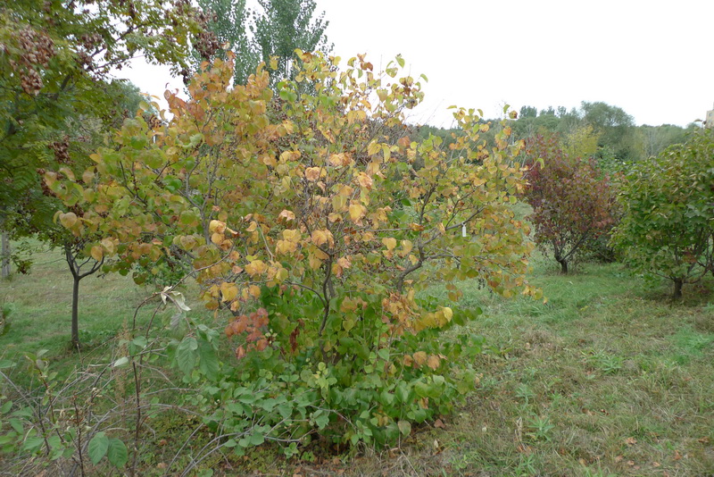 2020年树木园已与相关苗木生产单位进行合作,繁殖